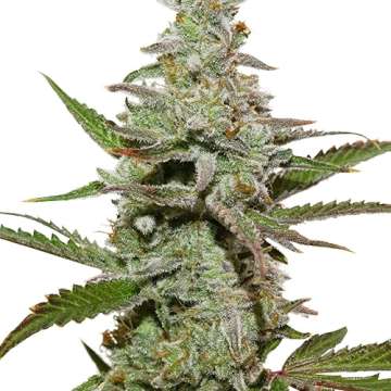 Amsterdam Amnesia cannabis flower bud