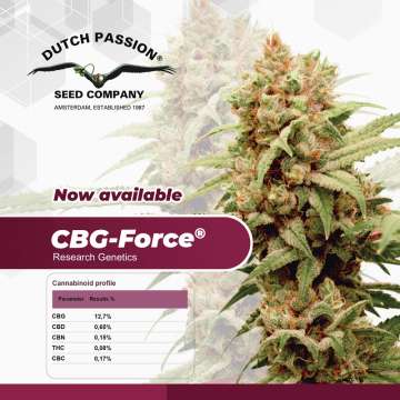 CBG Force hemp flower bud Dutch passion logo in the left upper corner