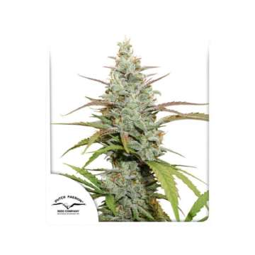 Mokums Tulip cannabis flower bud and Dutch passion logo in the left lower corner