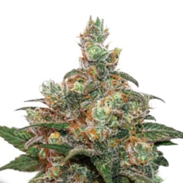 HiFi 4G cannabis flower bud