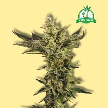 Banana Mash cannabis flower bud from exotic Seed with yellow background and green Grow Island logo in the right upper corner
