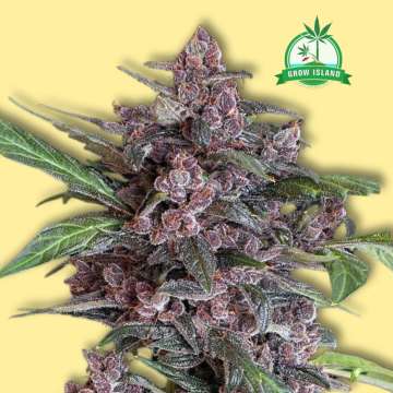 Black Lemon auto flowering cannabis flower bud with purple shade, yellow background ang green Grow island logog in the right upper corner