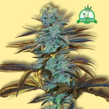 Purple Monkey cannabis flower bud with yellow background and green Grow Island logo