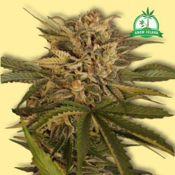 Dr. Greenman Pure CBD cannabis flower bud from Exotic Seed with yellow background and green Grow Island logo in the right upper corner