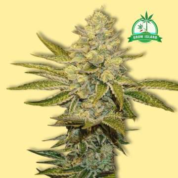 Exotic Animal feminized cannabis flower bud from Exotic Seed with yellow background and green Grow Island logo in the right upper corner