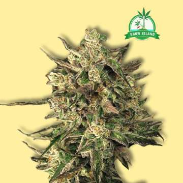 Exotic Colours feminized cannabis flower bud from Exotic Seed with yellow background and green Grow Island logo in the right upper corner