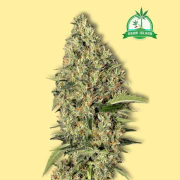Gypsy Widow feminized cannabis flower bud from Exotic Seed with yellow background and green Grow Island logo in the right upper corner