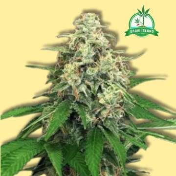 Hippie Therapy CBD cannabis flower bud from Exotic Seed with yellow background and green Grow Island logo in the right upper corner