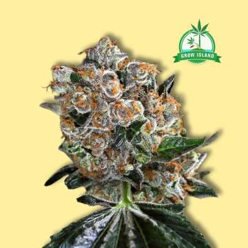 Malasana Cookies feminized cannabis flower bud from Exotic Seed with yellow background and gren Grow Island logo in the right upper corner