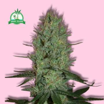 Amnesia Haze hemp flower bud with pink background and green Grow Island logo in the left upper corner