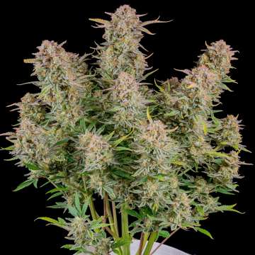Bruce Banner hemp flower with ten long and thick buds