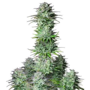 Kosher Cake hemp flower longer thicker bud