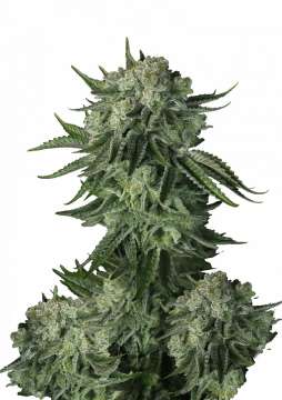 Original Moby Dick hemp flower bud