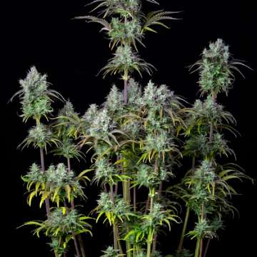 Original Big Bud hemp flower bud