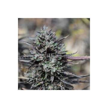 Original Trainwreck hemp flower bud