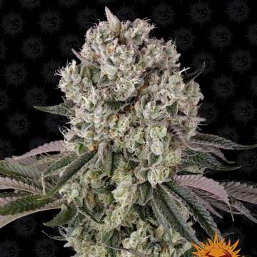Glookies  cannabis flower bud with black background and orange barneys farm sun logo in the right lower corner