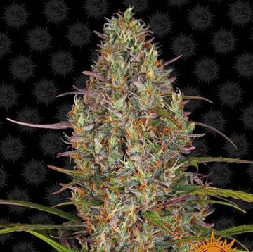 Glue Gelato cannabis flower bud with black background and orange barneys farm sun logo in the right lower corner