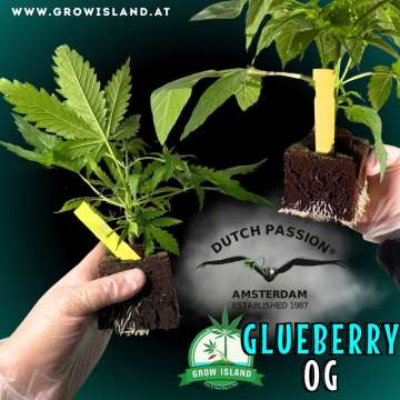 two hands holding two Glueberry OG seedlings with dark green background, green grow island logo in the lower right corner, dutch passion logo in the middle, seedling name text in the lower right corner and growisland.at in the upper left corner