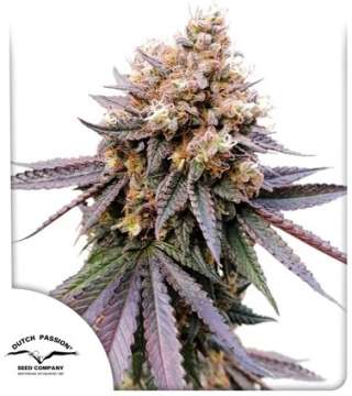 GMO Fast cannabis flower with Dutch Passion logo in the left lower corner