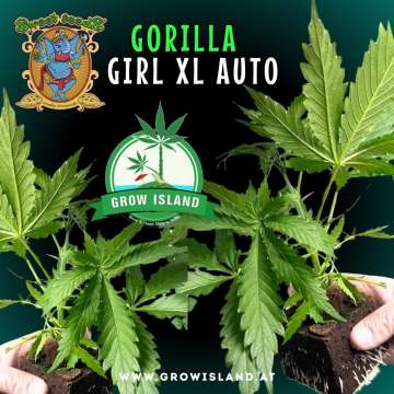 two hands holding two Gorilla Girl XL AUTO seedling with dark green background, green grow island logo in the middle, sweet seeds elephant logo in the left upper corner, seedling name text in the upper middle