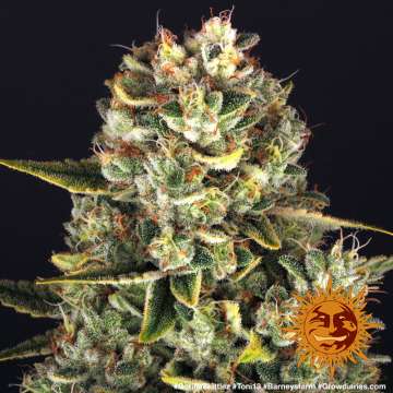 Gorilla Zkittlez cannabis flower bud with black background and orange barneys farm sun logo in the right lower corner