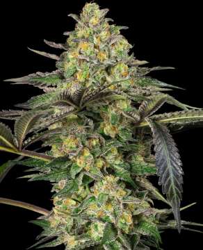 Grapevine Candy hemp flower bud