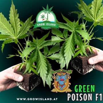 two hands holding two Green Poison F1 seedling with dark green background, green grow island logo in the upper middle, sweet seeds elephant logo in the right lower middle, seedling name text in the right lower corner