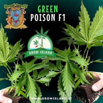 two hands holding two Green Poison F1 seedling with dark green background, green grow island logo in the middle, sweet seeds elephant logo in the left upper corner, seedling name text in the upper middle