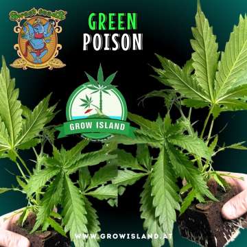 two hands holding two Green Poison seedling with dark green background, green grow island logo in the upper middle, sweet seeds elephant logo in the right lower middle, seedling name text in the right lower corner