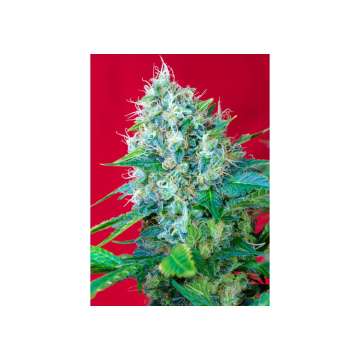 Green Poison hemp flower thicker bud