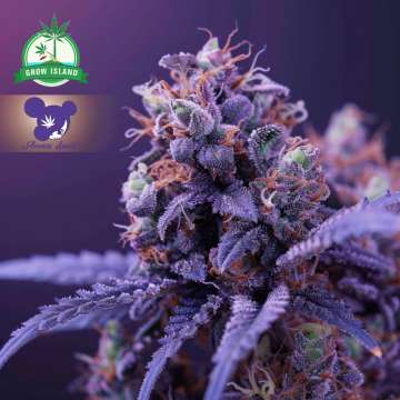 Blackberry Moonrocks cannabis flower bud with purple background and purple haired lady face logo from Anesia Seed, green grow island logo in the left upper corner