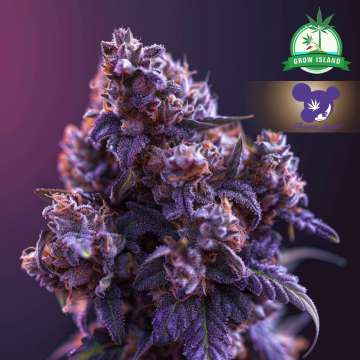 Blackberry Moonrocks cannabis flower bud with purple background and purple haired lady face logo from Anesia Seed, green grow island logo in the right upper corner