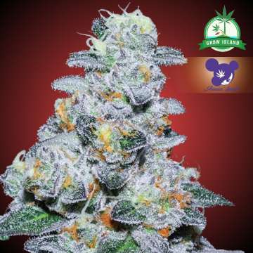 Captain Future Cannabisblüte mit rotem Hintergrund und lilahaarigem Frauengesicht (Logo von Anesia Seed), grünes Grow-Island-Logo in der oberen rechten Ecke