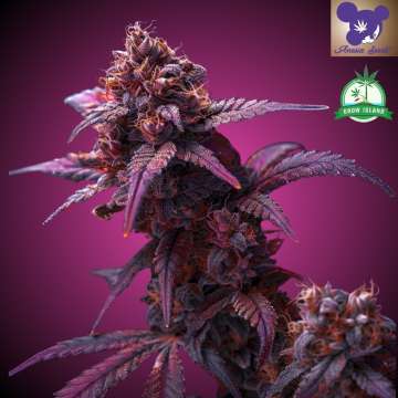 Cannabisblüte „Frozen Black Cherry“ vor violettem Hintergrund und Logo mit lilahaariger Frau von Anesia Seed, grünes Grow-Island-Logo in der oberen rechten Ecke