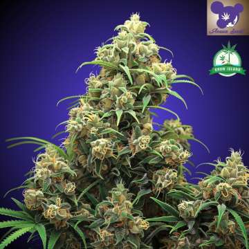Nova OG Cannabisblüte mit dunkelblauem Hintergrund und dem Logo einer lilahaarigen Frau von Anesia Seed, grünes Grow-Island-Logo in der oberen rechten Ecke
