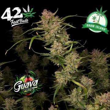 Guava hemp flower bud