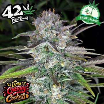 Lemon Cherry Cookies hemp flower bud