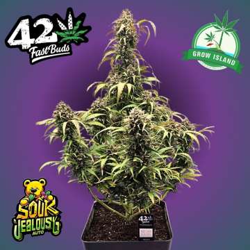 Sour Jealousy hemp flower bud