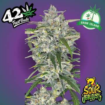 Sour Jealousy hemp flower bud