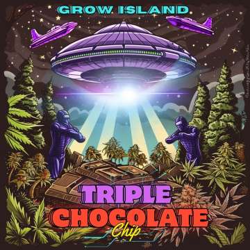 Triple Chocolate Chip Logo — eine UFO‑Untertasse beleuchtet mit Lichtstrahl ein Hanffeld