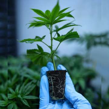 a hand is holding small Zombie Kush hemp plant