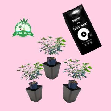 3 pieces Pre-Grown hemp plant and 20L Biobizz Light mix soil with hell rose background and green Grow Island logo in the left upper corner