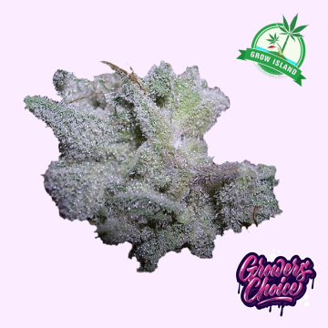 Braindamage hemp flower bud