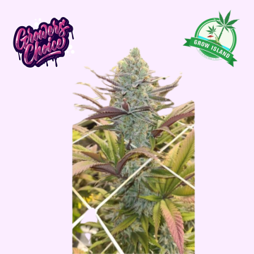 Platinum Mimosa Cookies Double XL hemp flower bud