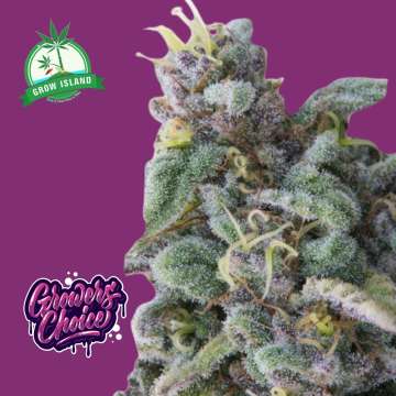 Rainbow Candy hemp flower bud