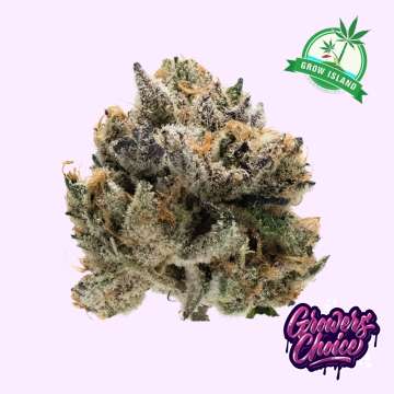 Tropical Cookies Double XL hemp flower bud