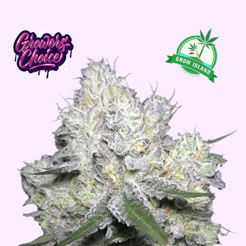 Weddingcake x Frosty Gelato Double xl hemp flower bud