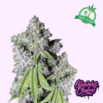 Charlotte's Dream CBD hemp flower bud