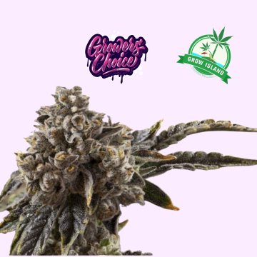 Chocolate Sherbet hemp flower bud