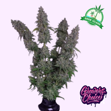 Octane Fire OG hemp flower bud